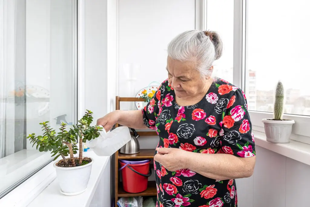 Elderly lady watering her house plants