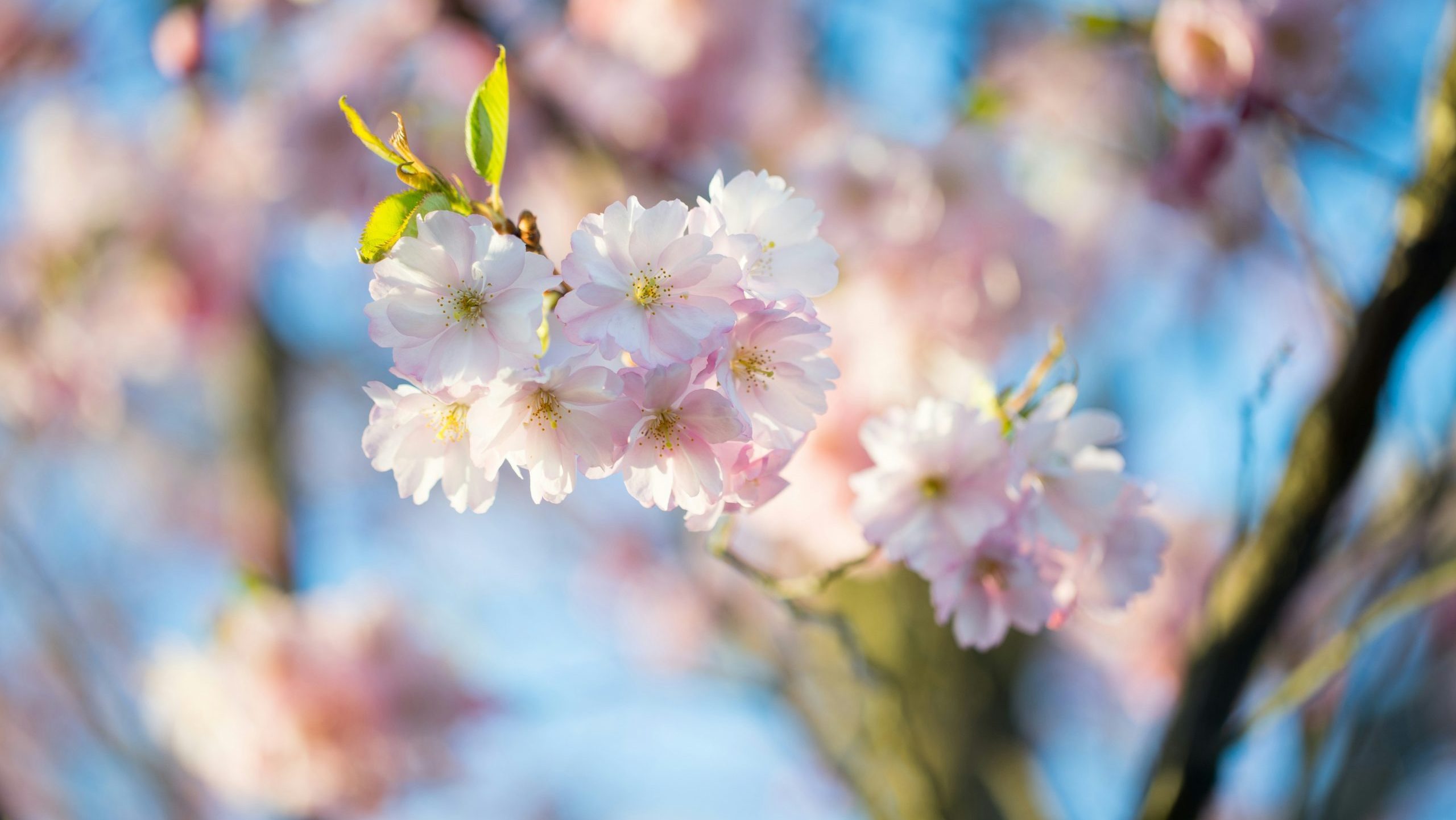 conversations about care during springtime